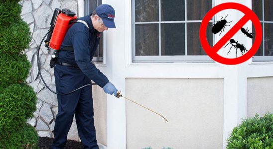 Ardeşen Karınca İlaçlama böcek ilaçlama ve haşere kontrolü — ilaclama-tr.com